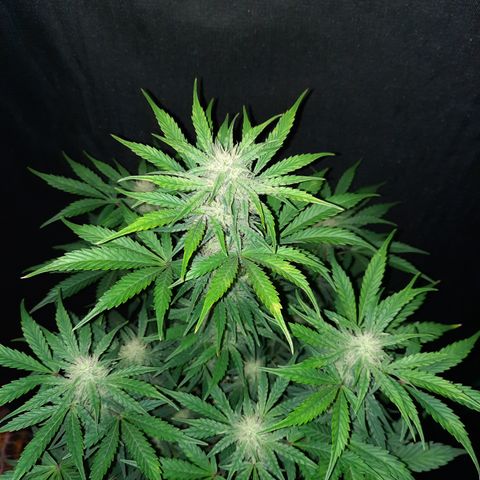 San Diego Sunsets growlog timeline photo