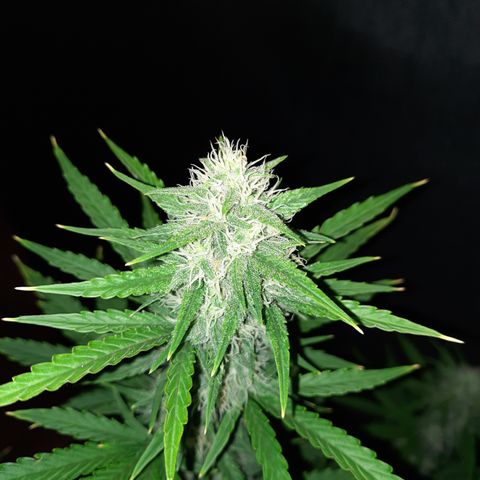 E-M Bruce vs Raoul auto growlog timeline photo