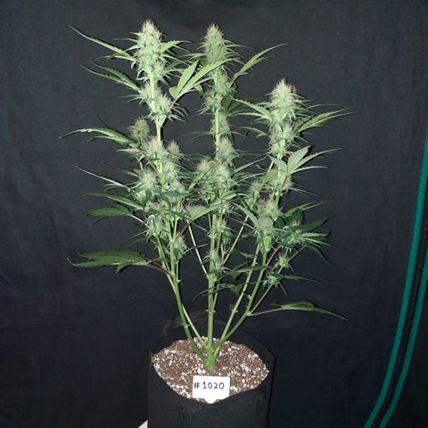 Madmartigan growlog timeline photo