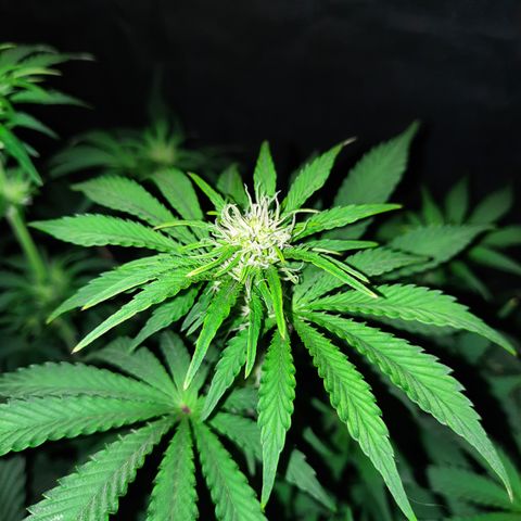 E-M Strawberry Duke auto growlog timeline photo