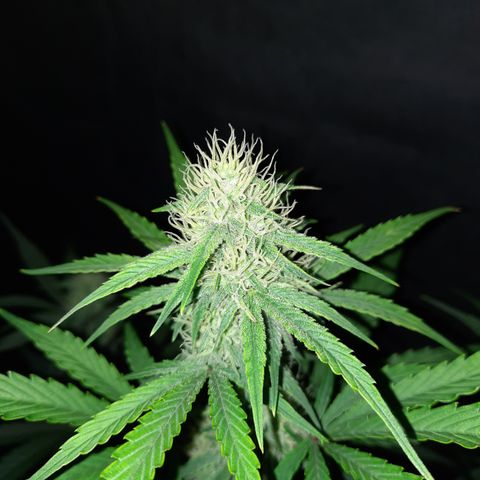 Madmartigan growlog timeline photo