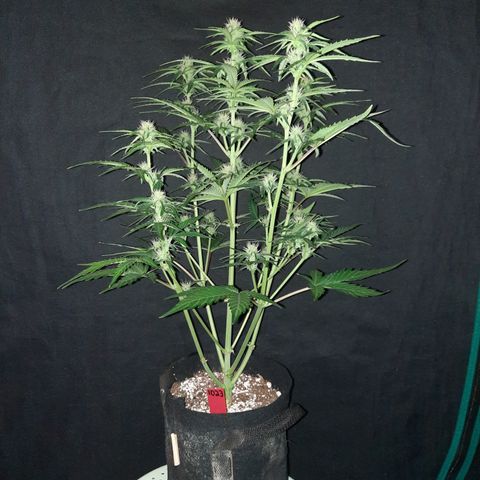 Raoul's Poison growlog timeline photo