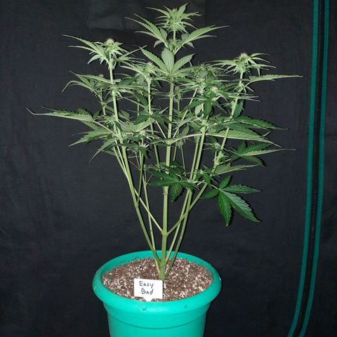 Easy Bud auto growlog timeline photo