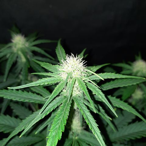 Raoul's Poison growlog timeline photo