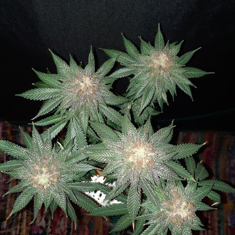 Royal Jewels F1 #6 growlog timeline photo