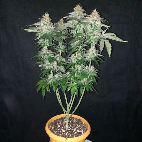 Royal Jewels F1 #6 growlog timeline photo