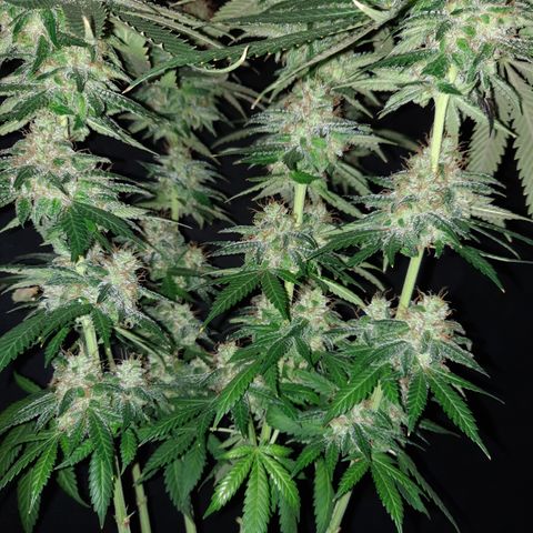 Royal Jewels F1 #6 growlog timeline photo