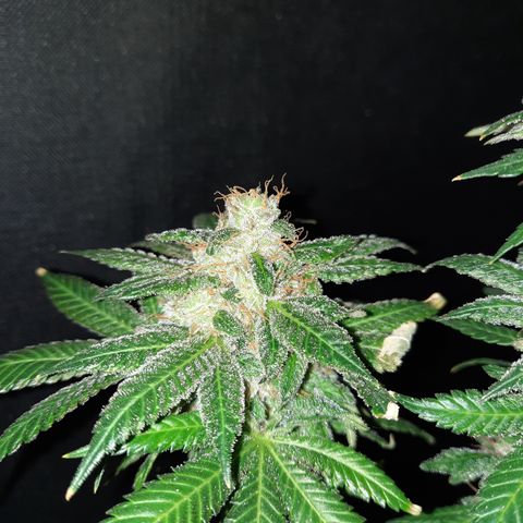 Royal Jewels F1 #6 growlog timeline photo