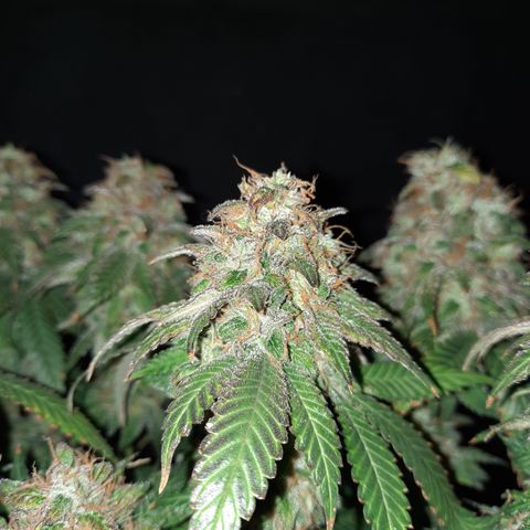 Royal Jewels F1 #4 growlog timeline photo