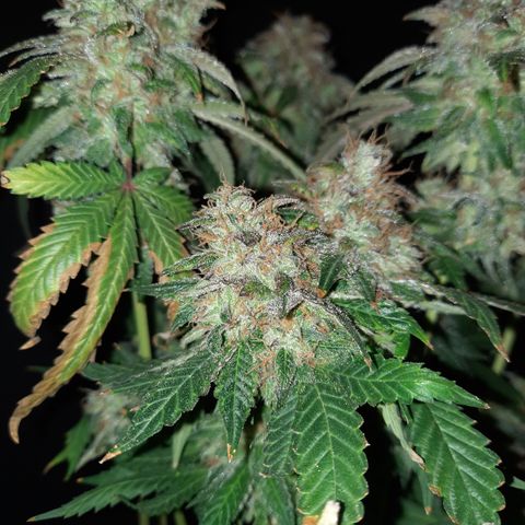 Royal Jewels F1 #4 growlog timeline photo