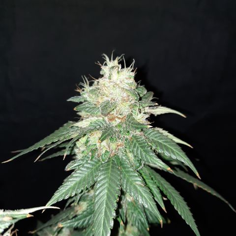 Royal Jewels F1 #2 growlog timeline photo