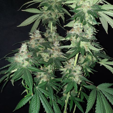 Royal Jewels F1 #2 growlog timeline photo