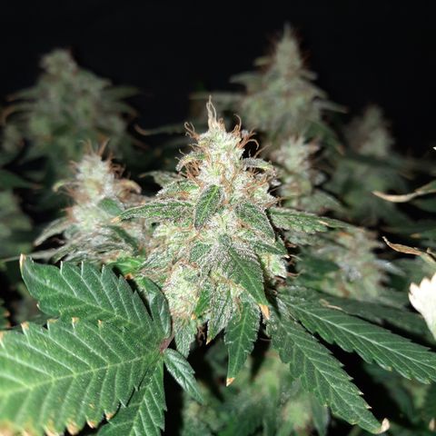 Royal Jewels F1 #1 growlog timeline photo