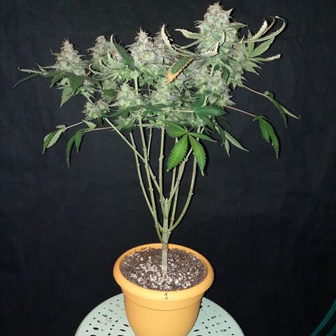 Royal Jewels F1 #1 growlog timeline photo