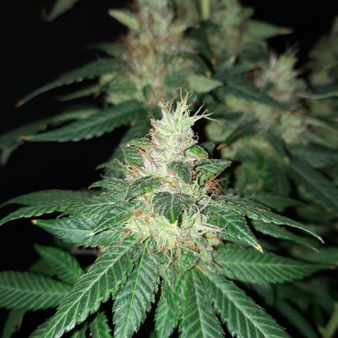 Royal Jewels F1 #2 growlog timeline photo