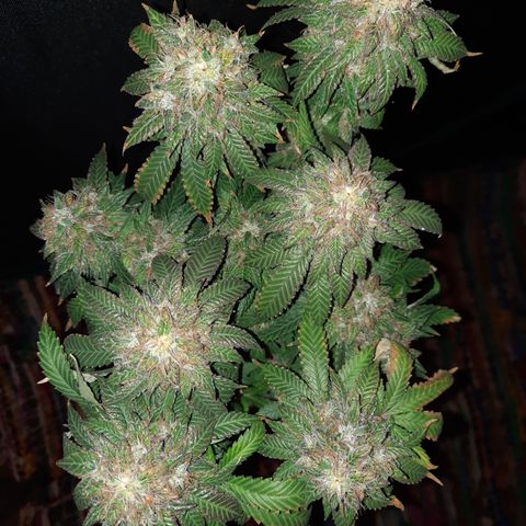 Royal Jewels F1 #4 growlog timeline photo