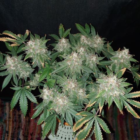 Royal Jewels F1 #1 growlog timeline photo