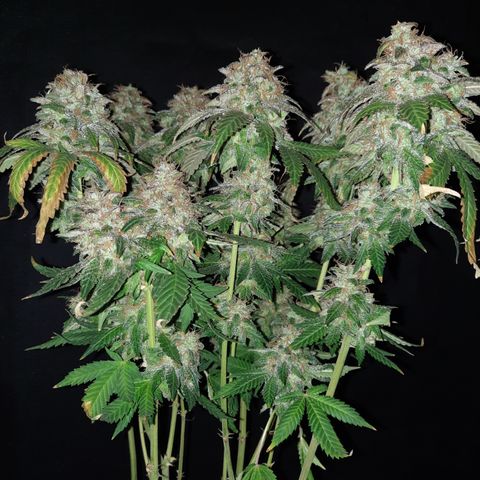Royal Jewels F1 #4 growlog timeline photo