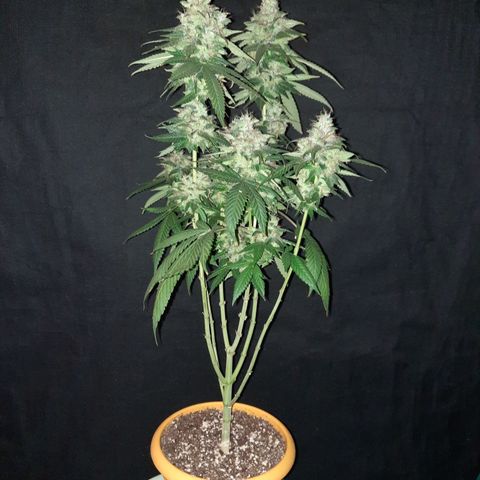 Royal Jewels F1 #2 growlog timeline photo
