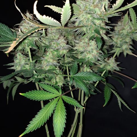 Royal Jewels F1 #1 growlog timeline photo