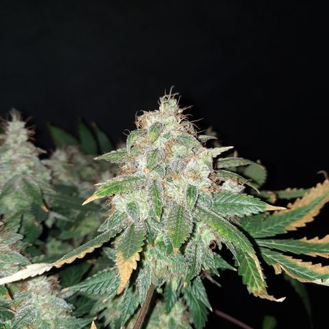 Royal Jewels F1 #1 growlog timeline photo