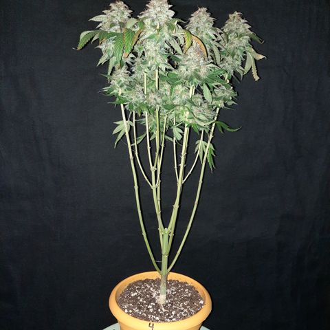 Royal Jewels F1 #4 growlog timeline photo