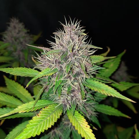 Dark Devil auto growlog timeline photo