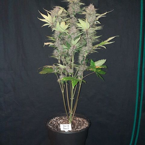 Dark Devil auto growlog timeline photo