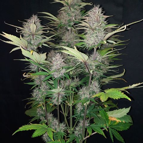 Dark Devil auto growlog timeline photo