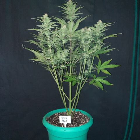 Easy Bud auto growlog timeline photo