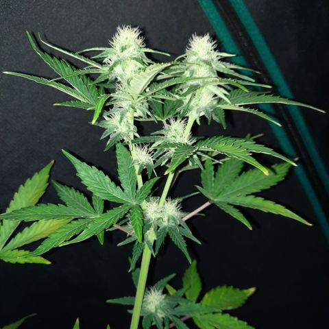 Easy Bud auto growlog timeline photo