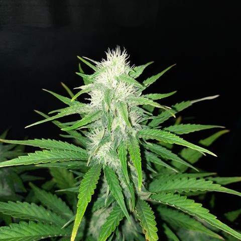 Easy Bud auto growlog timeline photo