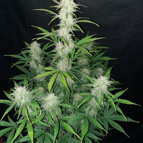 E-M Cake auto growlog timeline photo