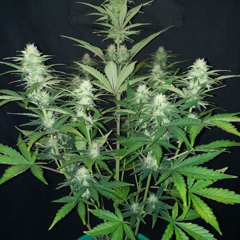 Easy Bud auto growlog timeline photo
