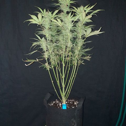 San Diego Sunsets growlog timeline photo