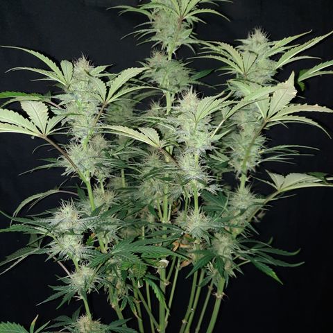 San Diego Sunsets growlog timeline photo