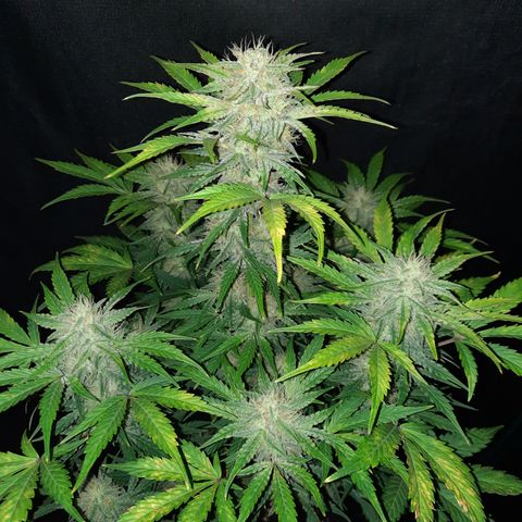 San Diego Sunsets growlog timeline photo