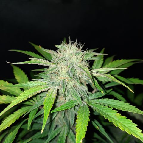San Diego Sunsets growlog timeline photo