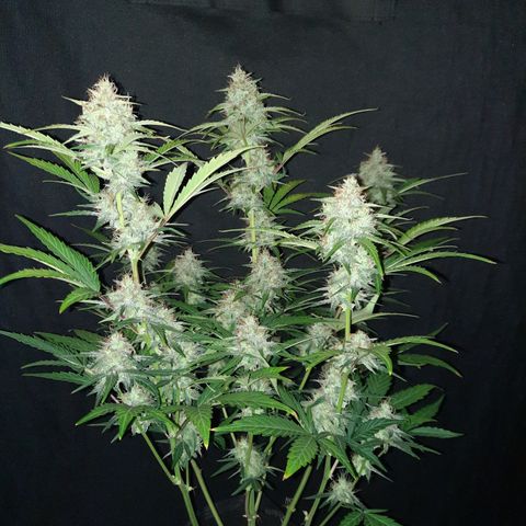 Madmartigan growlog timeline photo