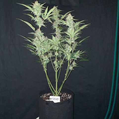 Madmartigan growlog timeline photo