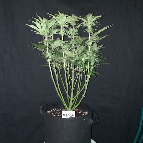 E-M Strawberry Duke auto growlog timeline photo