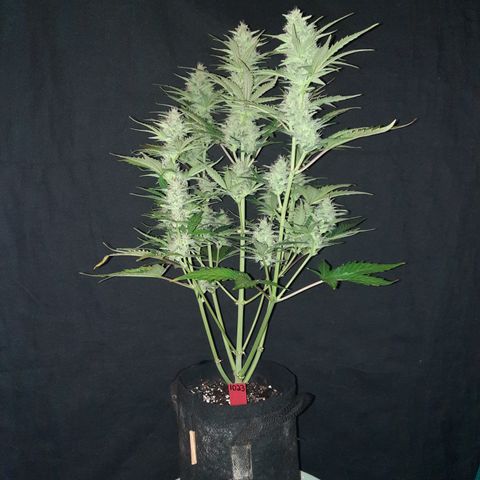 Raoul's Poison growlog timeline photo