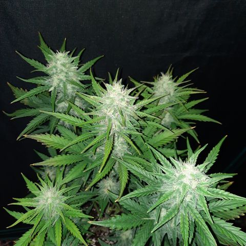 Raoul's Poison growlog timeline photo