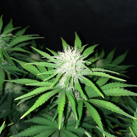 E-M Strawberry Duke auto growlog timeline photo
