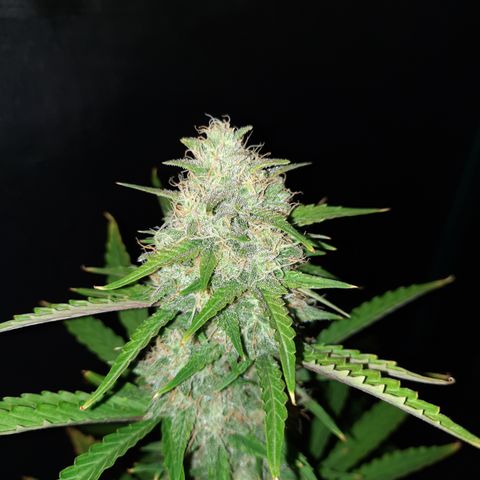 E-M Bruce vs Raoul auto growlog timeline photo