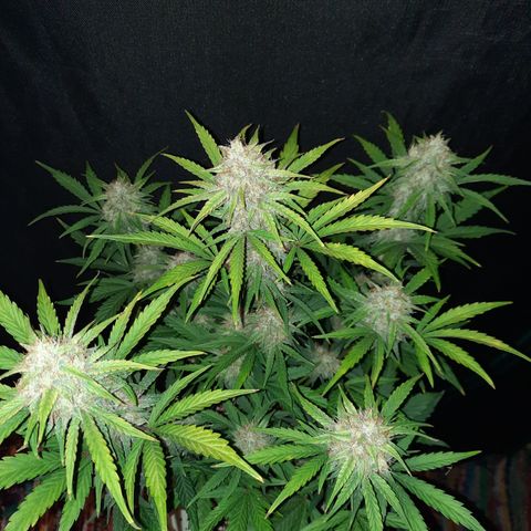 Madmartigan growlog timeline photo