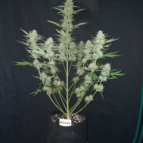 E-M Bruce vs Raoul auto growlog timeline photo
