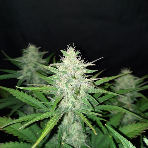 Raoul's Poison growlog timeline photo