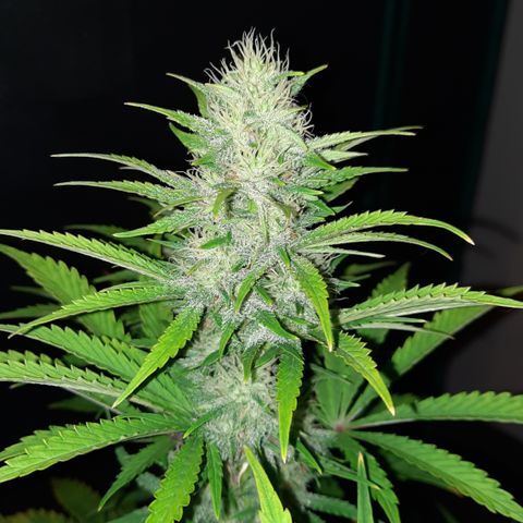 33 Sunsets growlog timeline photo