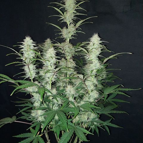 E-M Cake auto growlog timeline photo